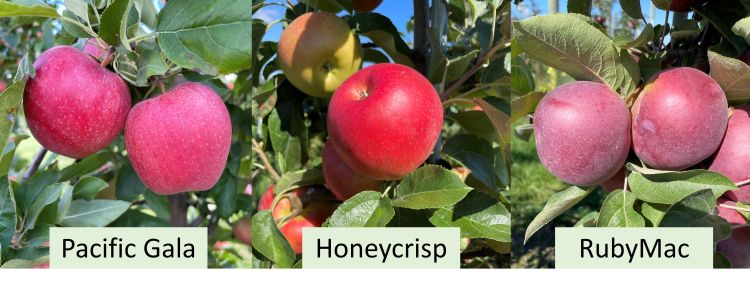 Pacific Gala, Honeycrisp, and RubyMac apples.