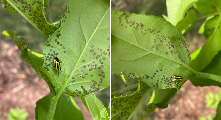 Leaf Spot Damage From Fourlined Plant Bug A Common Sight In Michigan Gardens Gardening In Michigan