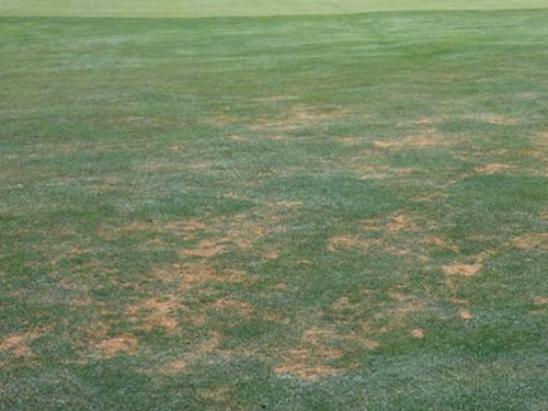 Beetle damage to grass 
