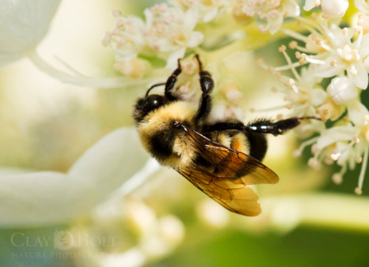 With populations declining, the rare, Rusty Patch bumble bee has become the flagship photo for this Conference. Photo by Colt Bolt.