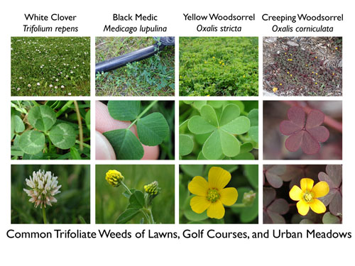  Yellow Woodsorrel6.la.jpg 