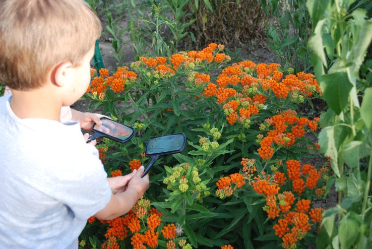 Boy holding magnifying glass to flowers at Kellogg Biological Station