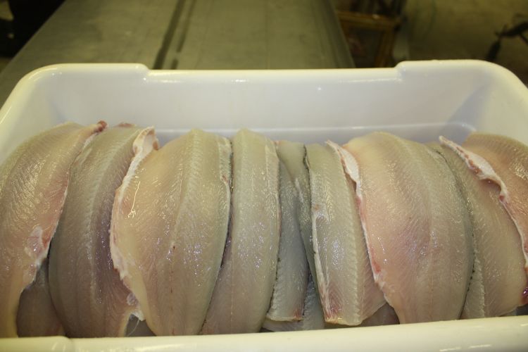 Fresh Great Lakes whitefish fillets | Ron Kinnunen, Michigan Sea Grant