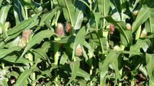 Southwest Michigan field crops update – July 21, 2022