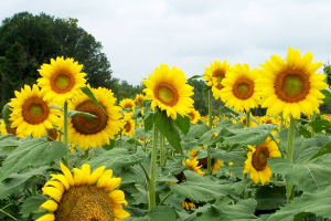 Adding sunflowers to your agritourism rotation