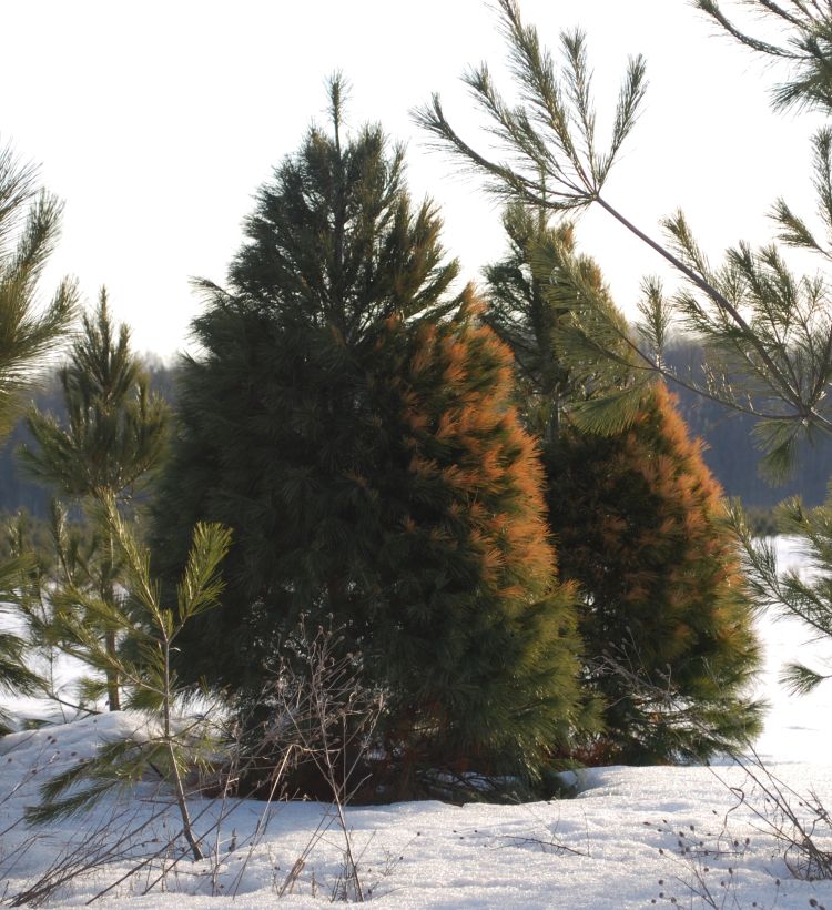 Tracking the Lost Conifer, Western White Pine