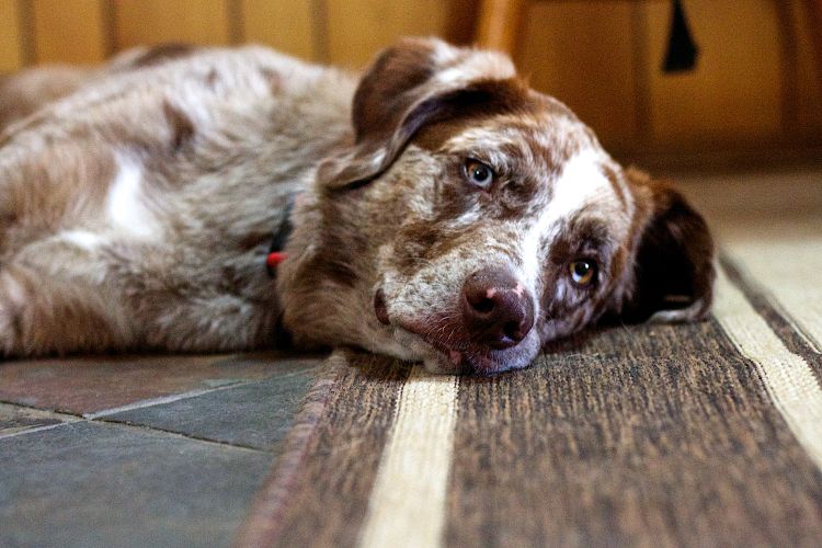 Dog laying down