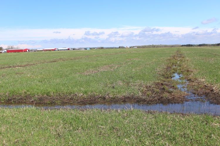 Clay Soil Moisture Monitoring Project Explores Farmer S Efforts To Improve Drainage Forages