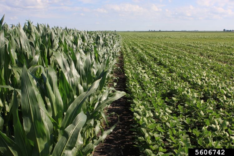 corn field next to another row crop field