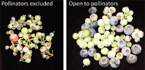 Invest in pollination for success with highbush blueberries