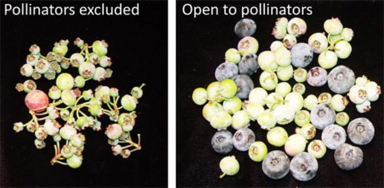 Photo 1. Comparisons of blueberries picked on the same day in July from clusters that had either been bagged to exclude pollinators (left) or were uncovered during bloom (right), allowing bees to visit. Both sets had the same number of blooms during flower