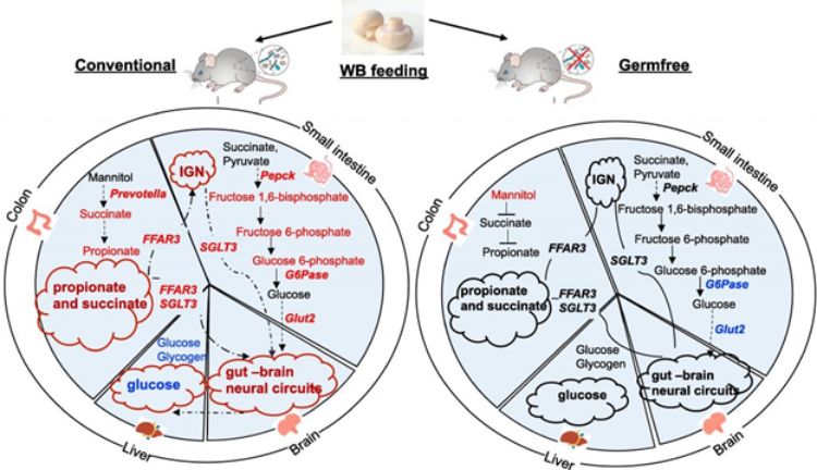 Whole organism effects of diet in conventional and gnotobiotic mice. Red terms are higher or upregulated while blue terms are lower or downregulated.