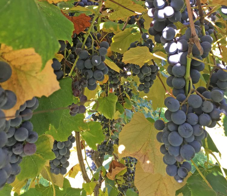 Concord grapes