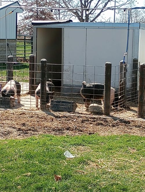 Pigs in a pen.
