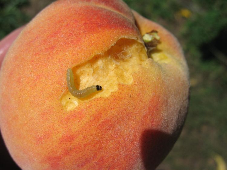 Shallow feeding damage to peach fruit by obliquebanded leafroller larvae. Photo by Bill Shane, MSU Extension