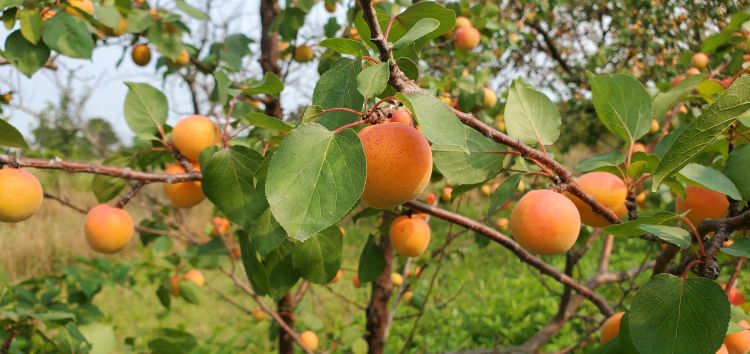 Apricots