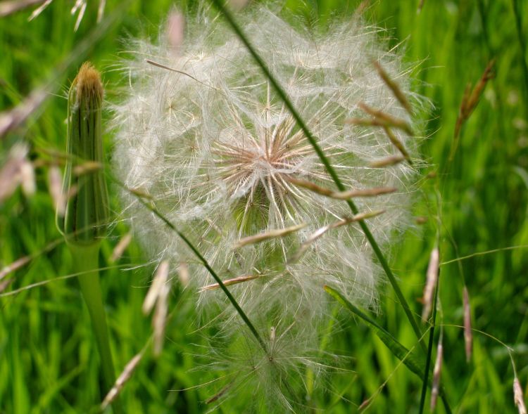 Western salsify. Photo: Erin Hill, MSU.