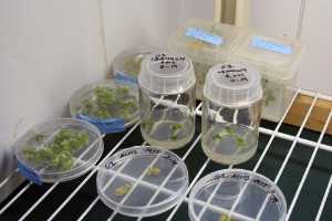 Plant Breeding, Genetics, Genomics and Biotechnology - Department of Horticulture