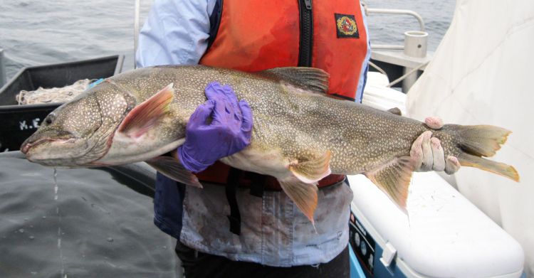 Student holding lake trout