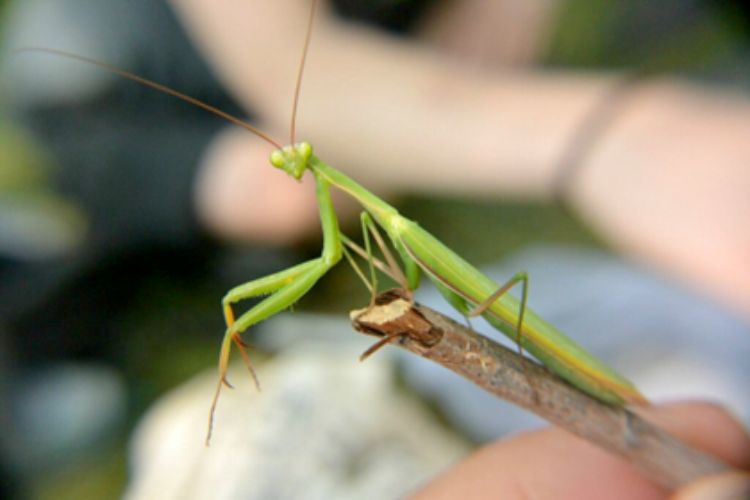 Do praying top mantis fly