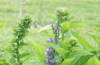 Great blue lobelia