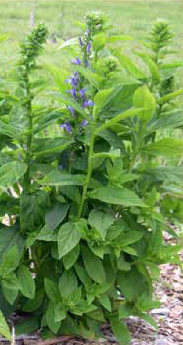 Blue lobelia