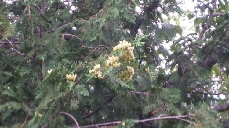 Cone cluster on northern white cedar – Photo Credit: Michael Schira, MSU Extension 