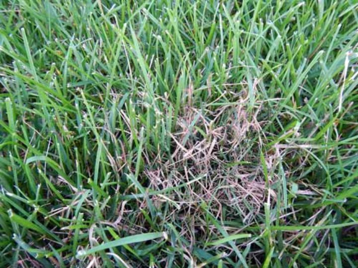 Pinkish Red Strands In Grass Could Be Red Thread Turf