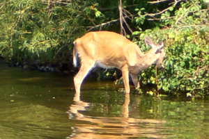Chronic wasting disease: What is a prion?