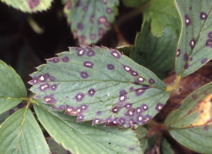 Protect strawberries from foliar diseases after renovation MSU Extension