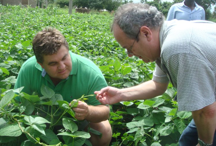 MSU entomology professor Barry Pittendrigh (left) examines a cowpea plant.