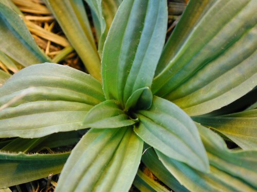  buckhorn plantain4.jpg 