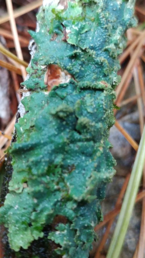 P. rudecta on a hardwood stick in a pine forest.