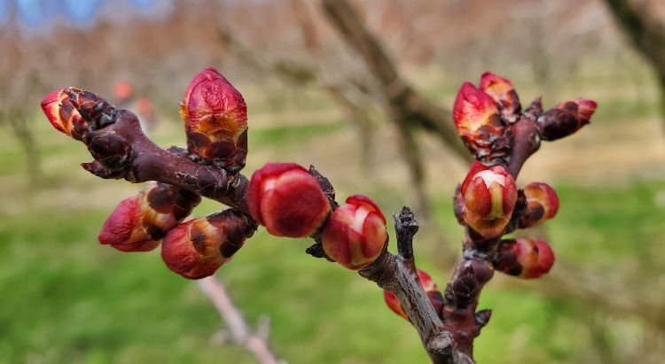 Apricots blossoming.