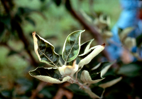  Yellowing and cupping of leaves from potato leafhopper feeding. 