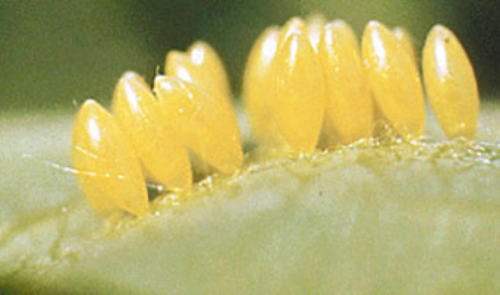  Ladybeetle eggs are yellow and barrel-shaped and laid in clusters. 