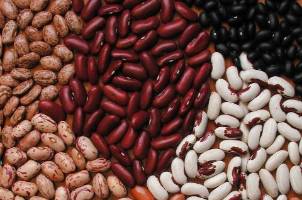 A variety of dry beans