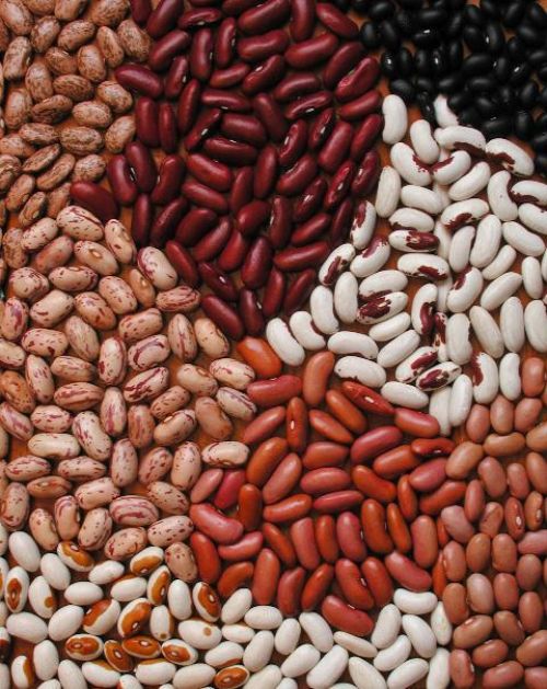 A variety of dry beans