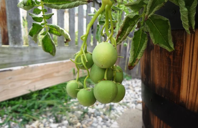 Potato fruit. Photo by Jan Brinn, MSU Extension