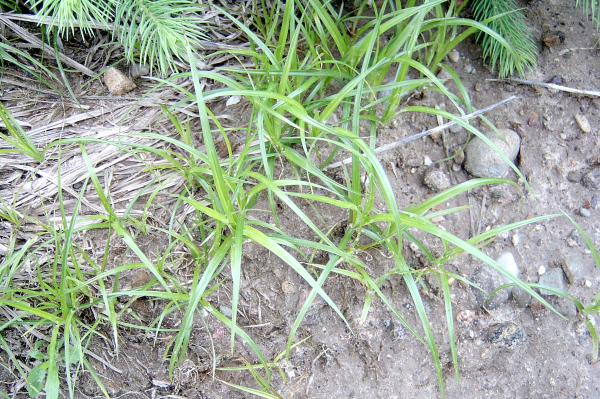 yellow nutsedge