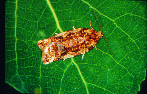  Adult is red-brown with mottling. 