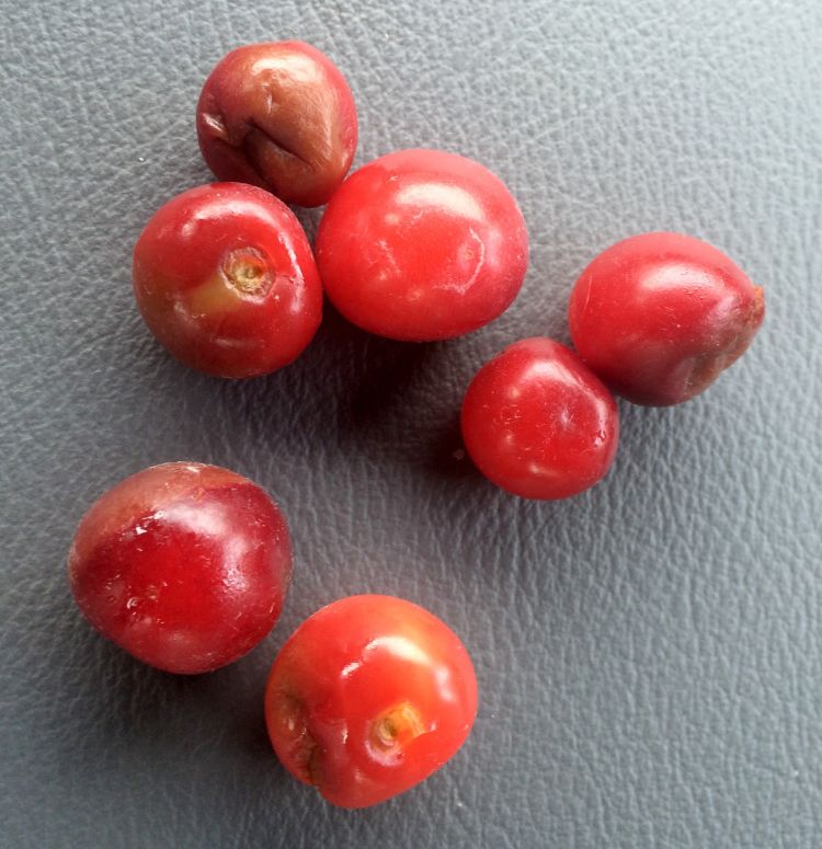 Hail damage to cherries after a hail storm on July 8, 2016. Photo: Nikki Rothwell, MSU Extension.