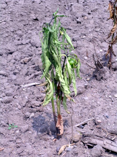Wilt of pepper caused by Phytophthora infection