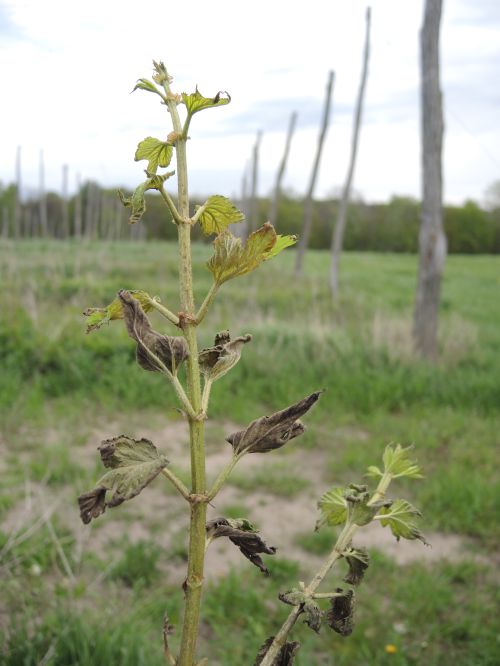 Hop bine infected with downy mildew. Note the blackish-gray, spore-bearing structures visible on the underside of leaves, giving them a fuzzy appearance. Photo credit: Erin Lizotte, MSU Extension