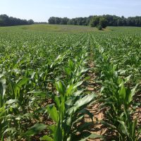 corn field