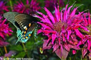 Better Habitat For Bees Pollinators And Pollination