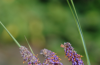 Leadplant flower