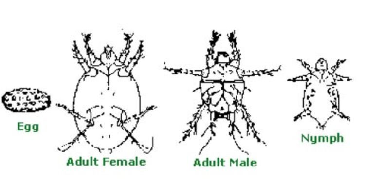 Close-up of a broad mite.