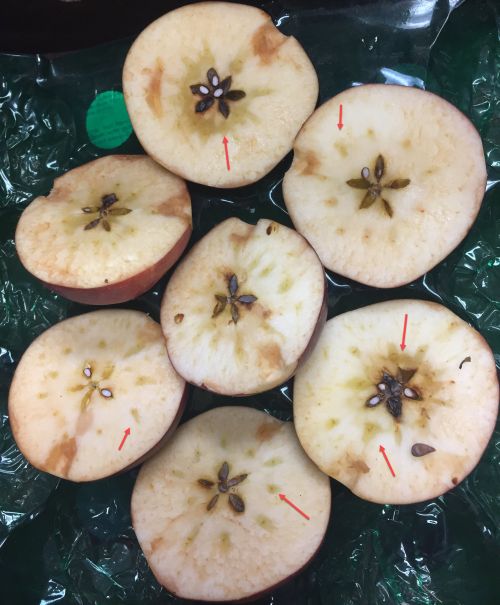 Red Delicious fruit in cross section