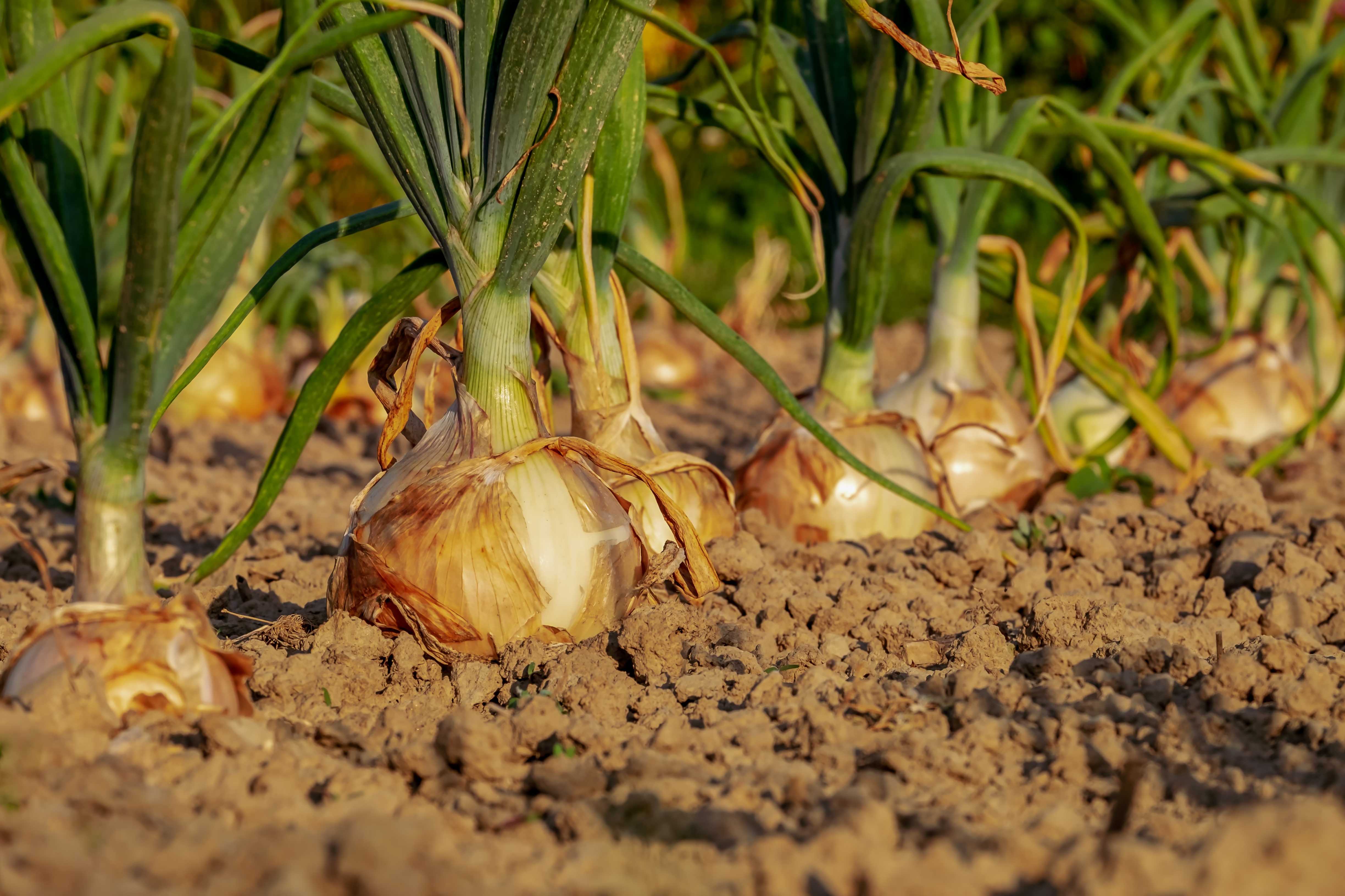 Best practices for onion production - Vegetables